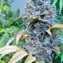 Насіння конопель FASTBERRY Auto від Fast Buds